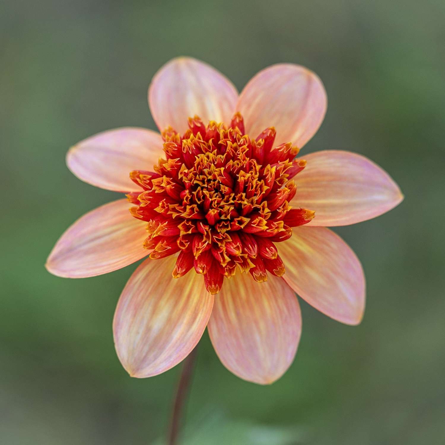 Dahlia 'Totally Tangerine'